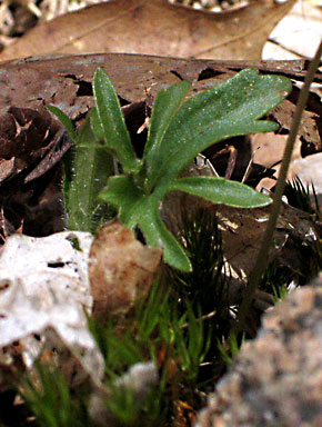 leaf shape